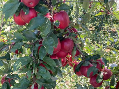 Géla Schnicored alma eladó Géla Schnicored alma eladó