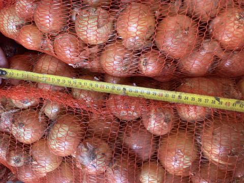 Vöröshagyma, Lilahagyma Vöröshagyma, Lilahagyma