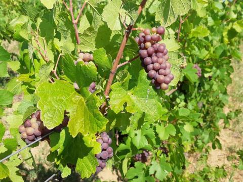 Szürkebarát és Chardonnay kézzel szüretelt borszőlő eladó Szürkebarát és Chardonnay kézzel szüretelt borszőlő eladó