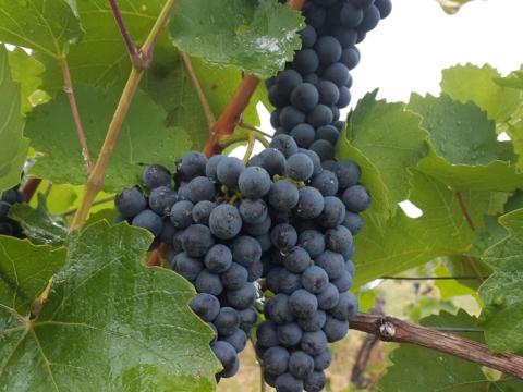 Blauburger borszőlő eladó Blauburger borszőlő eladó