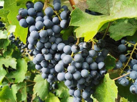 Kékfrankos borszőlő eladó Kékfrankos borszőlő eladó