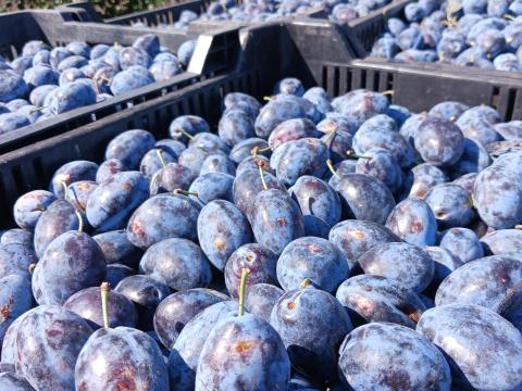 Stanley szilva eladó Gyomaendrődön kis és nagy tételben Stanley szilva eladó Gyomaendrődön kis és nagy tételben