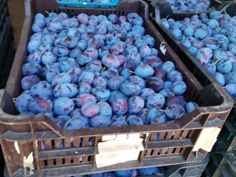 Szilva eladó Sárbogárdon – többféle friss gyümölcs kedvező áron Szilva eladó Sárbogárdon – többféle friss gyümölcs kedvező áron