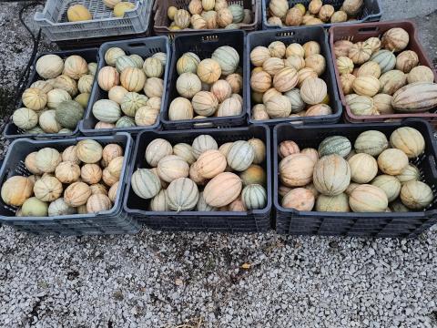 Sárgadinnye pálinkafőzéshez eladó – Dinnye Sárbogárd Sárgadinnye pálinkafőzéshez eladó – Dinnye Sárbogárd