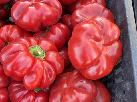 Pritamin paprika nagy tételben eladó Pritamin paprika nagy tételben eladó