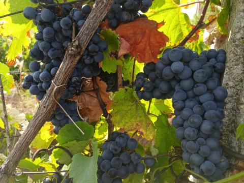 Szőlő eladó Szőlő eladó