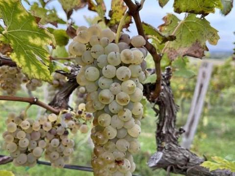 Olaszrizling eladó Olaszrizling eladó