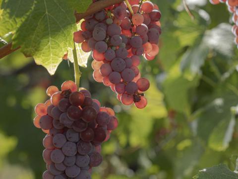 Eladó szőlő Eladó szőlő