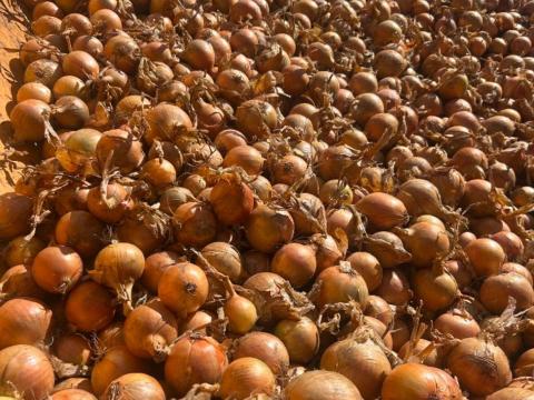 Sárga hagyma, Piros hagyma/ Yellow onion, Red onion Sárga hagyma, Piros hagyma/ Yellow onion, Red onion