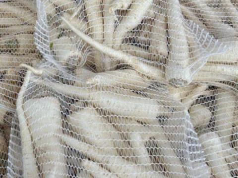 Petrezselyemgyökér / Parsley root Petrezselyemgyökér / Parsley root