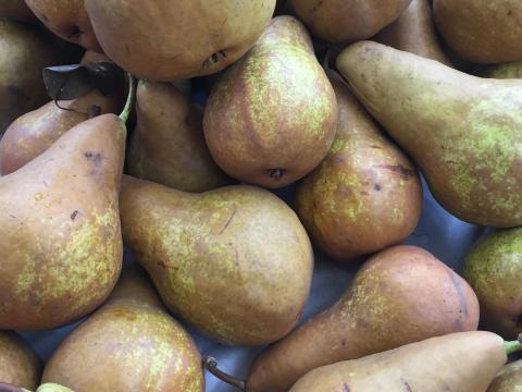 Bio gazdaságból Bosc kobak körte (kormos körte) cefrének eladó Bio gazdaságból Bosc kobak körte (kormos körte) cefrének eladó