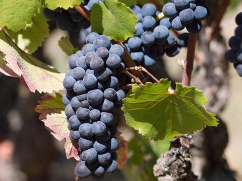 Pinot Noir szőlő eladó termelőtől – Mátrai borvidék Pinot Noir szőlő eladó termelőtől – Mátrai borvidék