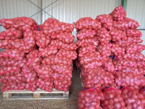 Bellarosa burgonya Bellarosa burgonya