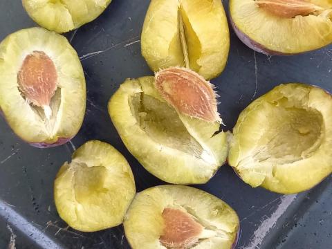 Szilva eladó termelőtől Szilva eladó termelőtől