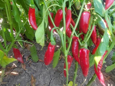 Fűszerpaprika nyers Fűszerpaprika nyers