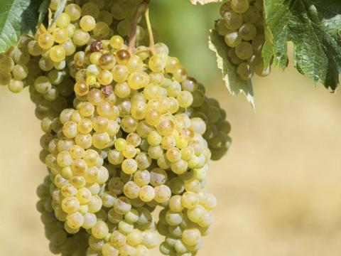 Minőségi Olaszrizling szőlő Minőségi Olaszrizling szőlő