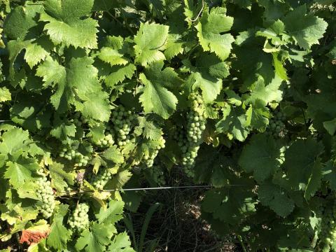 Juhfark szőlő eladó Juhfark szőlő eladó