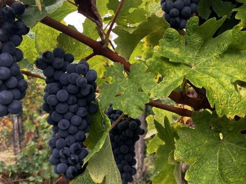 Cabernet sauvignon szőlő eladó Cabernet sauvignon szőlő eladó