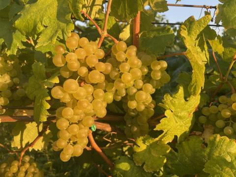 Zöld Veltelini borszőlő eladó Móron Zöld Veltelini borszőlő eladó Móron