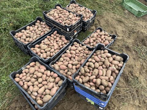 Eladó étkezési burgonya termelőtől Eladó étkezési burgonya termelőtől