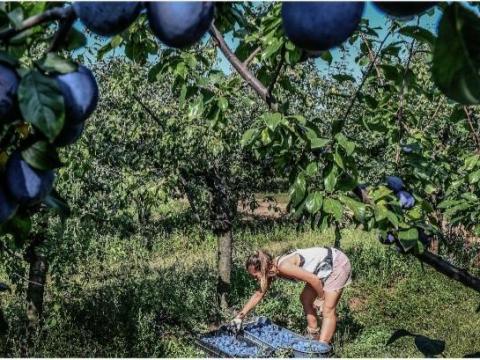 Kiváló minőségű, többféle szilva eladó termelőtől Kiváló minőségű, többféle szilva eladó termelőtől