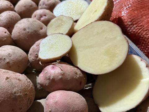 Étkezési Balatonirózsa burgonya eladó Étkezési Balatonirózsa burgonya eladó