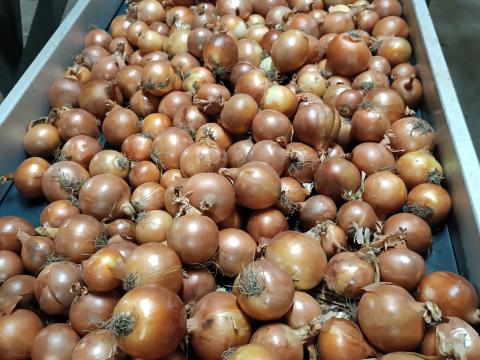 Kiváló minőségű Elenka fajtájú vöröshagyma Kiváló minőségű Elenka fajtájú vöröshagyma