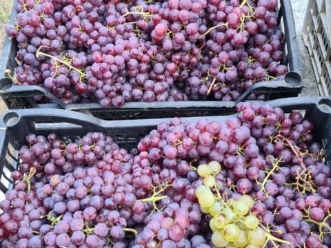 Saszla szőlő eladó Budakeszin – fehér és piros csemegeszőlő Saszla szőlő eladó Budakeszin – fehér és piros csemegeszőlő
