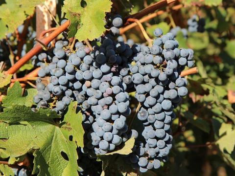 Eladó Merlot borszőlő Eladó Merlot borszőlő