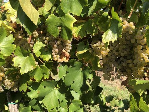 Chardonnay szőlő eladó Chardonnay szőlő eladó