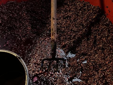 Kékfrankos és Zöldveltelini eladó kiváló minőségben Kékfrankos és Zöldveltelini eladó kiváló minőségben