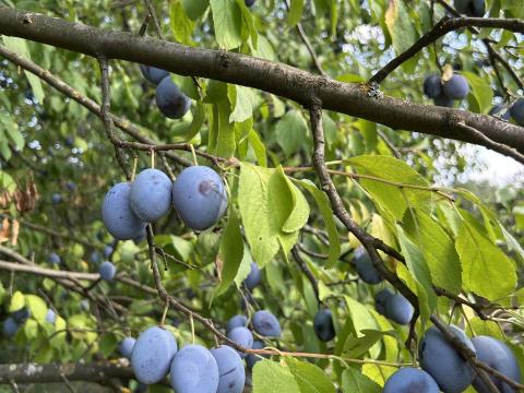 Eladó besztercei szilva Eladó besztercei szilva