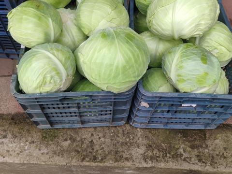 Káposzta eladó Káposzta eladó