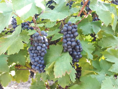 Mátraalján kékfrankos szőlő termése eladó Mátraalján kékfrankos szőlő termése eladó