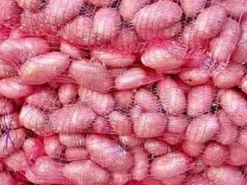 Burgonya eladó, Desiree és Balatoni Rózsa fajta – magyar termelőtől Burgonya eladó, Desiree és Balatoni Rózsa fajta – magyar termelőtől