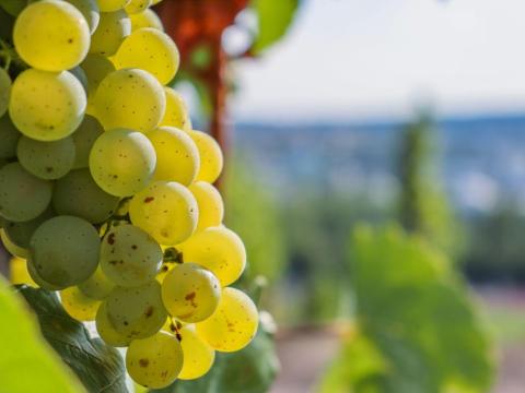 Borszőlő eladó Székesfehérváron Borszőlő eladó Székesfehérváron