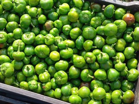 Cseresznye paprika eladó, óriás fajta Cseresznye paprika eladó, óriás fajta