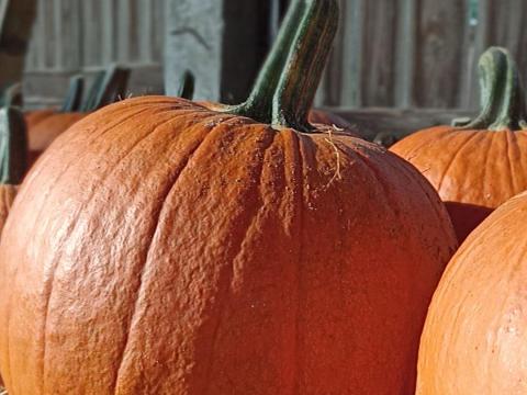 Halloween tök Halloween tök