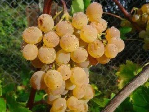 Eger 2 szőlő eladó Eger 2 szőlő eladó