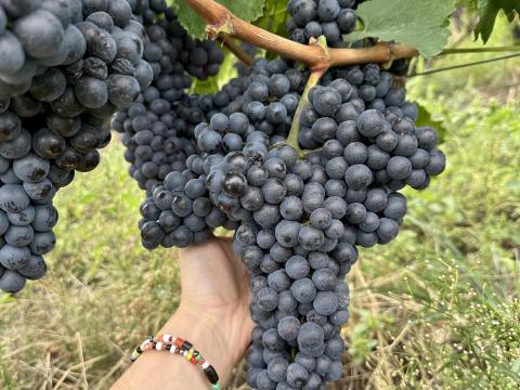 Borszőlő nagy fajtaválasztékkal eladó Borszőlő nagy fajtaválasztékkal eladó