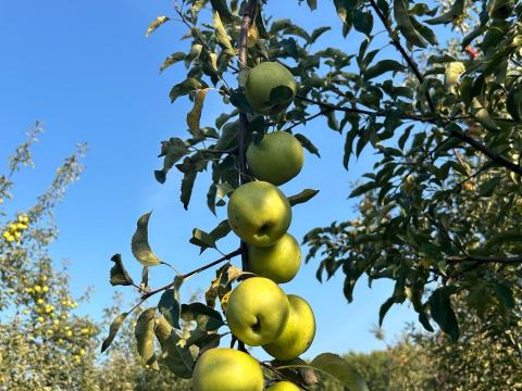 Eladó alma Eladó alma