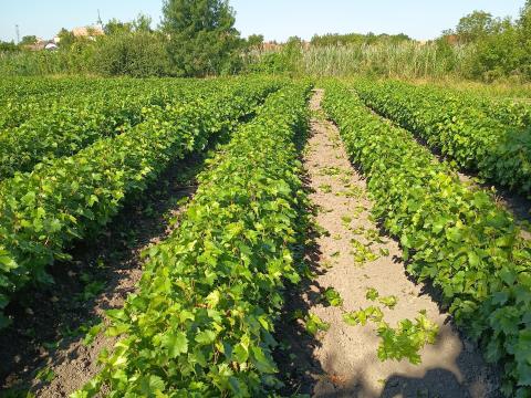 6221 Akasztó homok utca 18 6221 Akasztó homok utca 18