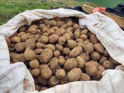 Takarmány ipari burgonya Takarmány ipari burgonya