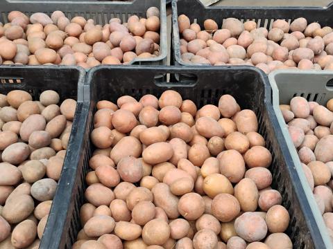 Apró burgonya eladó Apró burgonya eladó