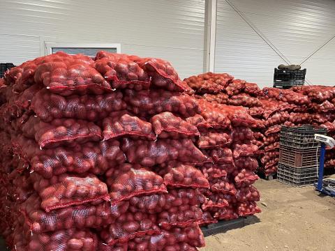 Eladó burgonya termelőtől – Esme és Bellarosa fajták, 15 kg-os zsákban Eladó burgonya termelőtől – Esme és Bellarosa fajták, 15 kg-os zsákban