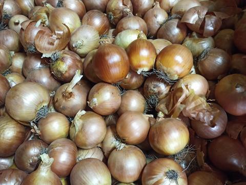 Vöröshagyma eladó nagy tételben Vöröshagyma eladó nagy tételben