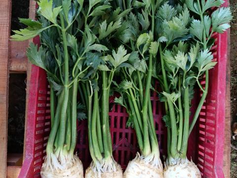 Gumós zeller eladó kedvező áron Gumós zeller eladó kedvező áron