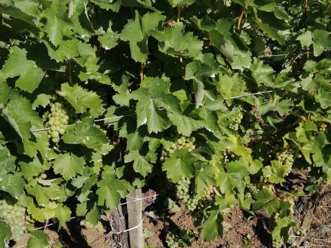 Eladó furminrt-hárslevelű szőlő Eladó furminrt-hárslevelű szőlő