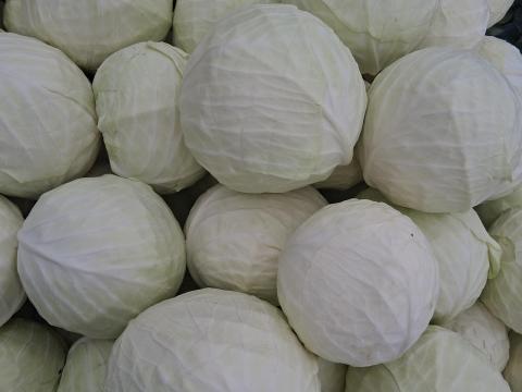 Strukta fejeskáposzta eladó nagy tételben savanyításra Strukta fejeskáposzta eladó nagy tételben savanyításra