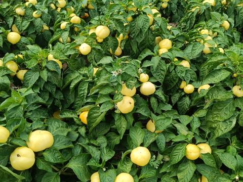 Almapaprika eladó édes és csípős változatban Hajdúdorogon Almapaprika eladó édes és csípős változatban Hajdúdorogon